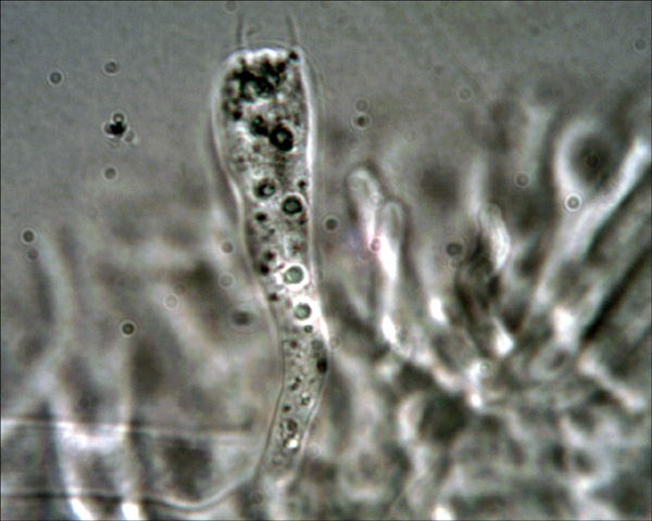 Xerocomus da determinare